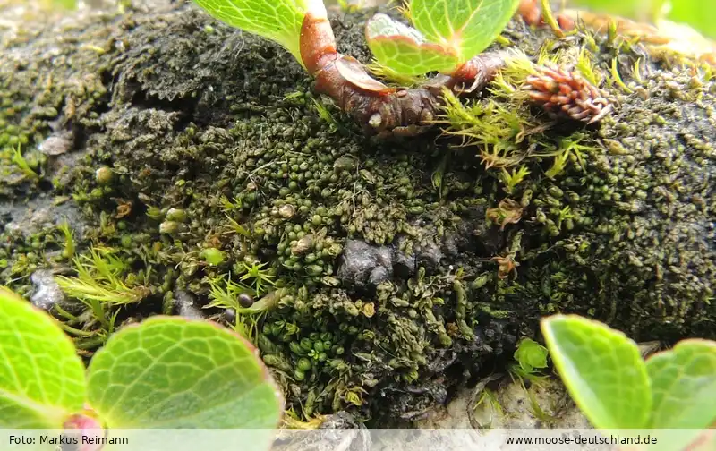 Habitus | Foto von Markus Reimann