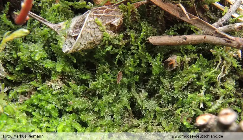 Habitus | Foto von Markus Reimann