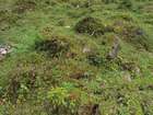 Polytrichum juniperinum Hedw.