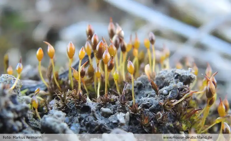 Fotografie Microbryum muticum (Venturi) Cl.Schneid., Th.Schneid. & Mahévas