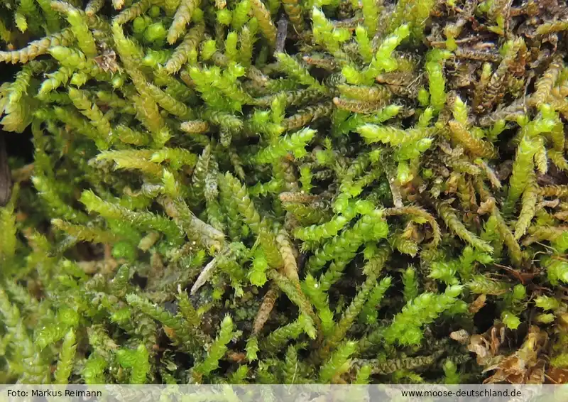 Habitus | Foto von Markus Reimann