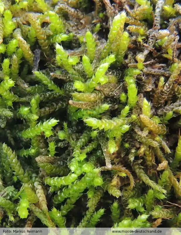 Habitus | Foto von Markus Reimann