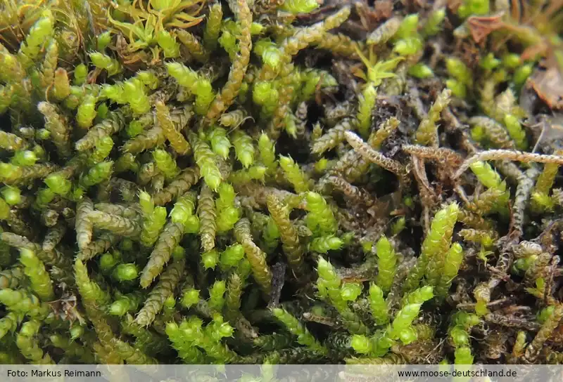 Habitus | Foto von Markus Reimann
