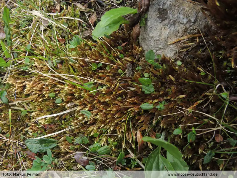 Fotografie Orthothecium chryseon (Schwägr.) Schimp.