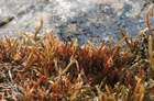 Orthothecium strictum Lorentz