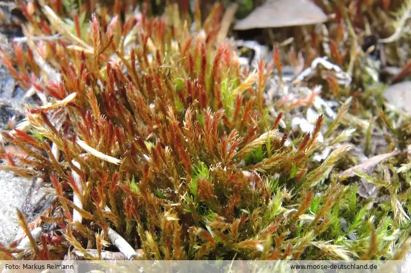 Fotografie Orthothecium strictum Lorentz