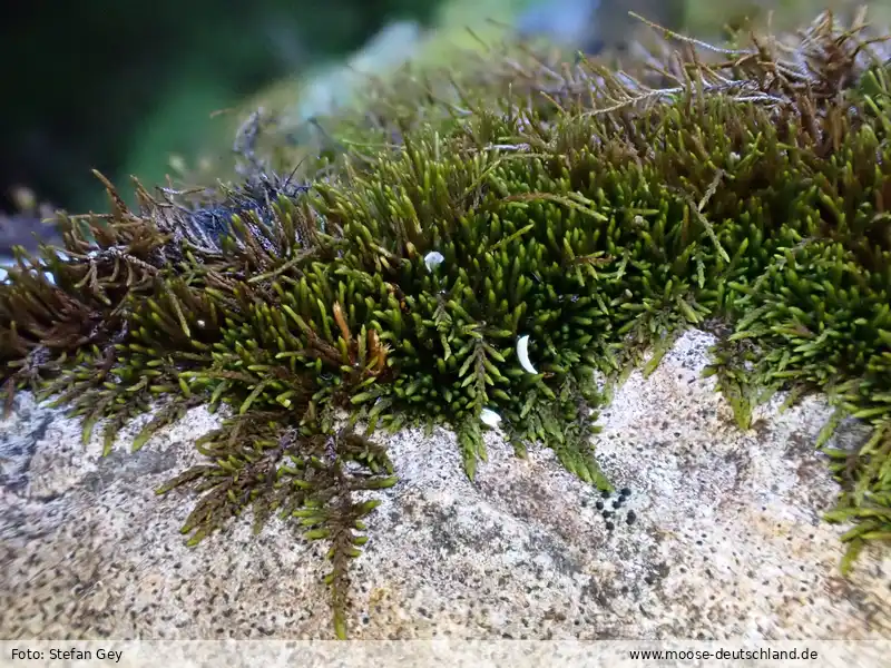 Habitus | Foto von Stefan Gey