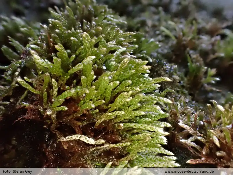 Fotografie Ptychostomum zieri (Hedw.) Holyoak & N.Pedersen