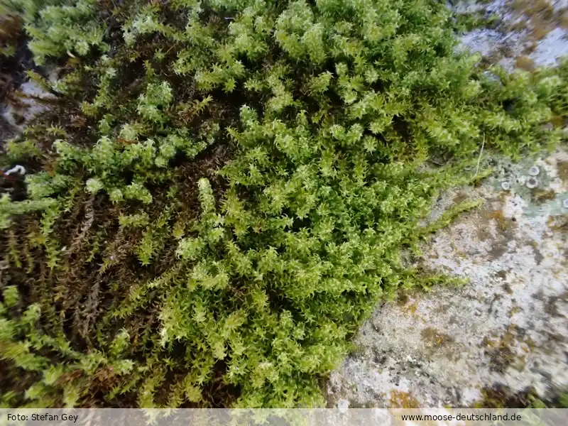 Fotografie Campylophyllum halleri (Hedw.) M.Fleisch.