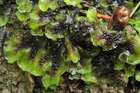 Pellia neesiana (Gottsche) Limpr.