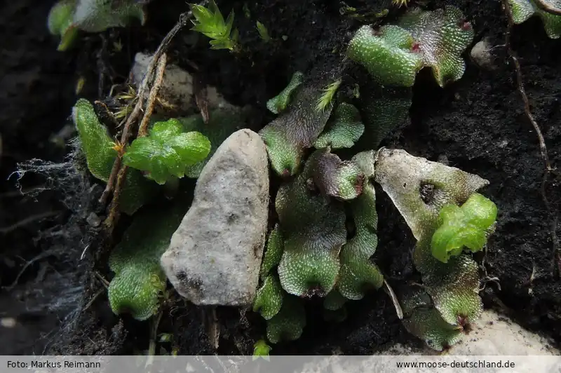 Habitus | Foto von Markus Reimann