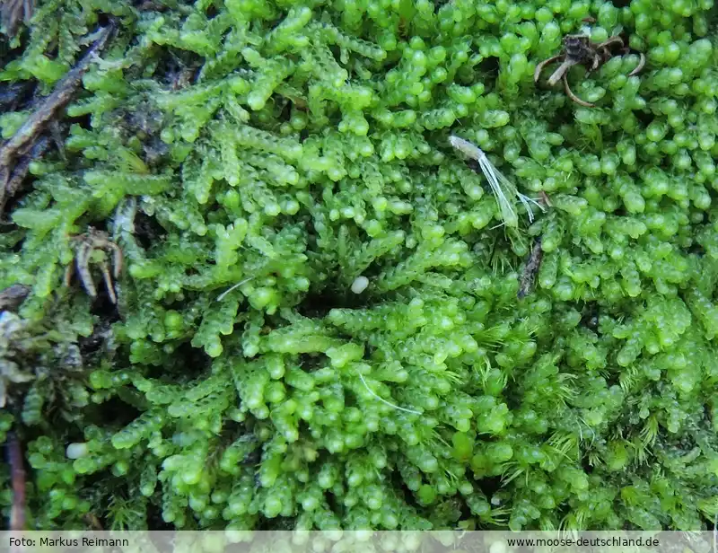 Fotografie Pleurocladula albescens (Hook.) Grolle
