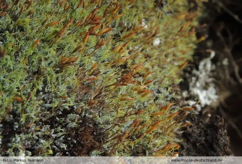 Fotografie Saelania glaucescens (Hedw.) Broth.