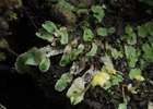 Sauteria alpina (Nees) Nees