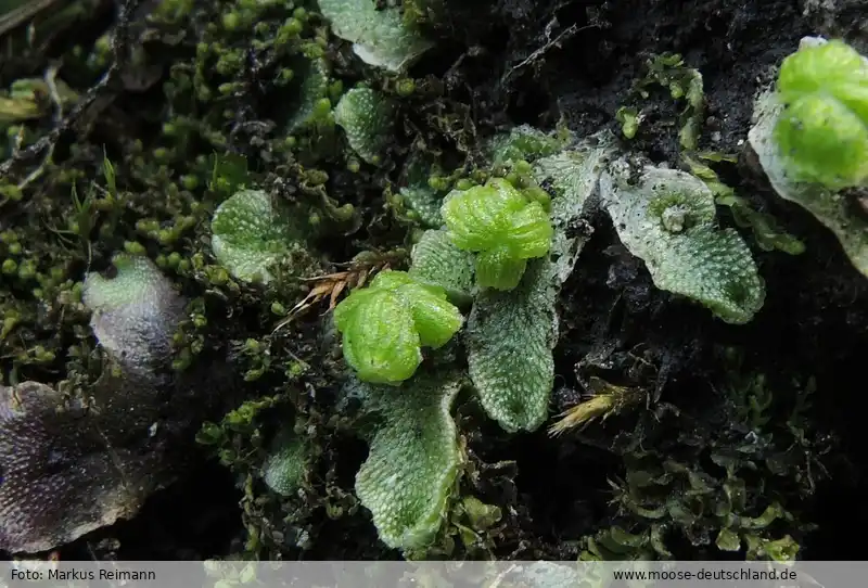 Habitus | Foto von Markus Reimann