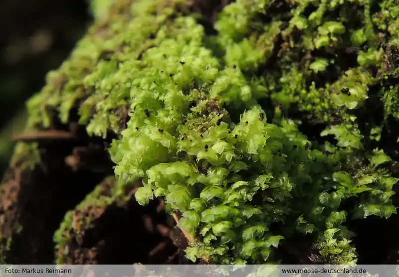 Fotografie Scapania apiculata Spruce