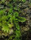 Scapania gymnostomophila Kaal.