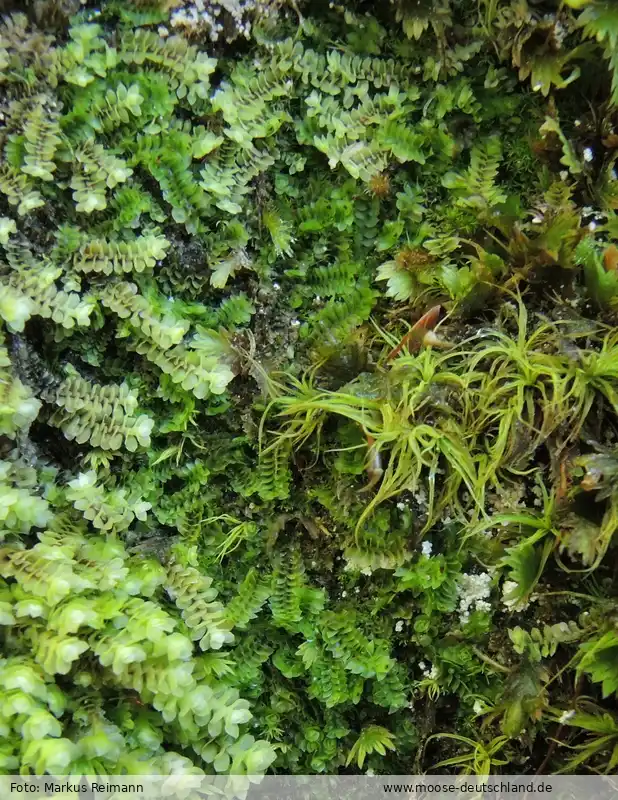 Fotografie Scapania gymnostomophila Kaal.