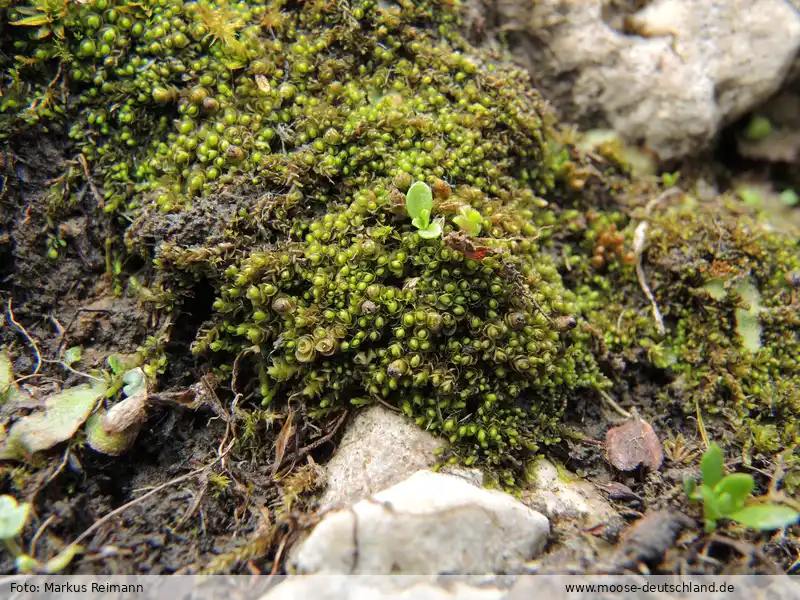 Habitus | Foto von Markus Reimann