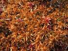 Sphagnum fuscum (Schimp.) H.Klinggr.