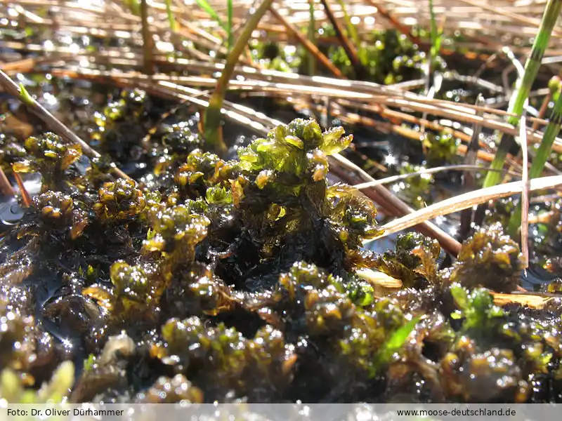 Habitus | Foto von Dr. Oliver Dürhammer