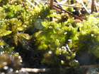 Sphagnum platyphyllum (Lindb. ex Braithw.) Sull. ex Warnst.