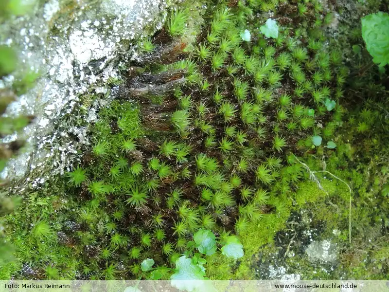 Habitus | Foto von Markus Reimann