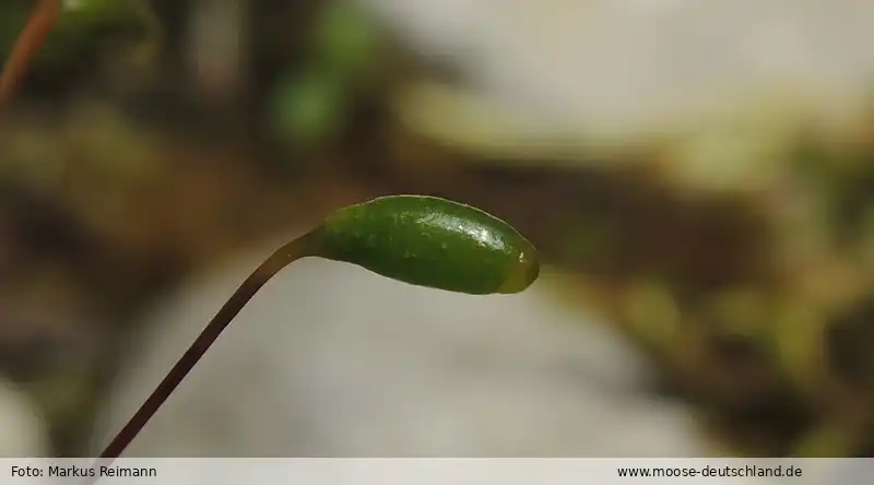 Detailansicht | Foto von Markus Reimann