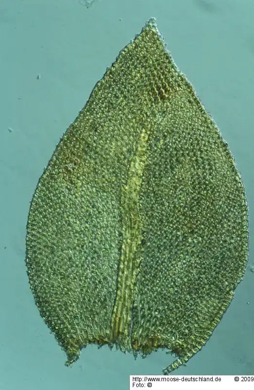 Blättchen | Foto von Dr. Oliver Dürhammer