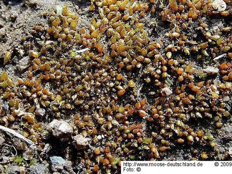 Fotografie Acaulon muticum (Hedw.) Müll.Hal.