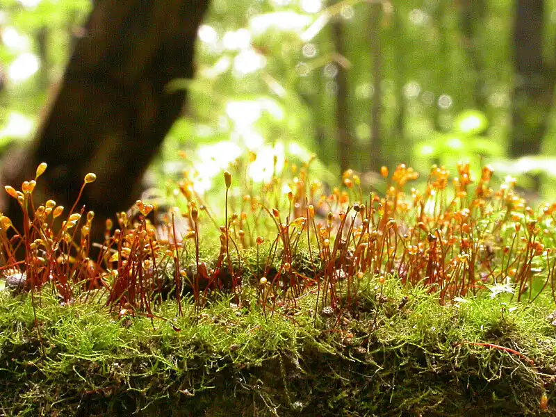 Fotografie Amblystegium confervoides (Brid.) Schimp.