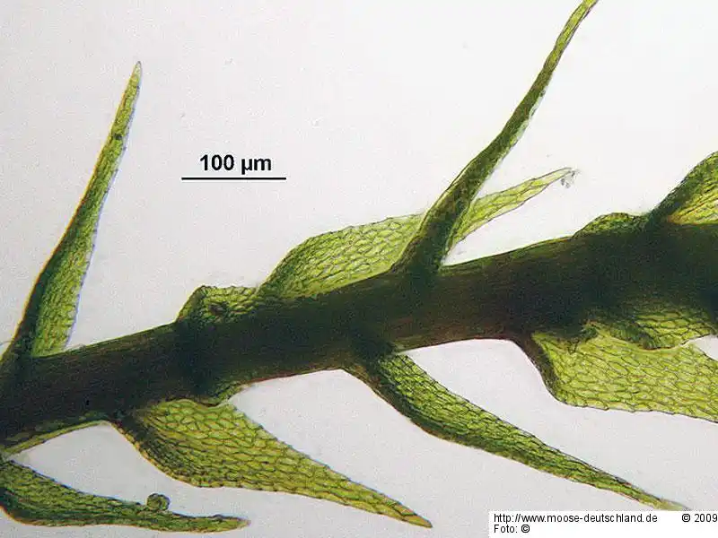 Gametophyt | Foto von Hermann Schachner