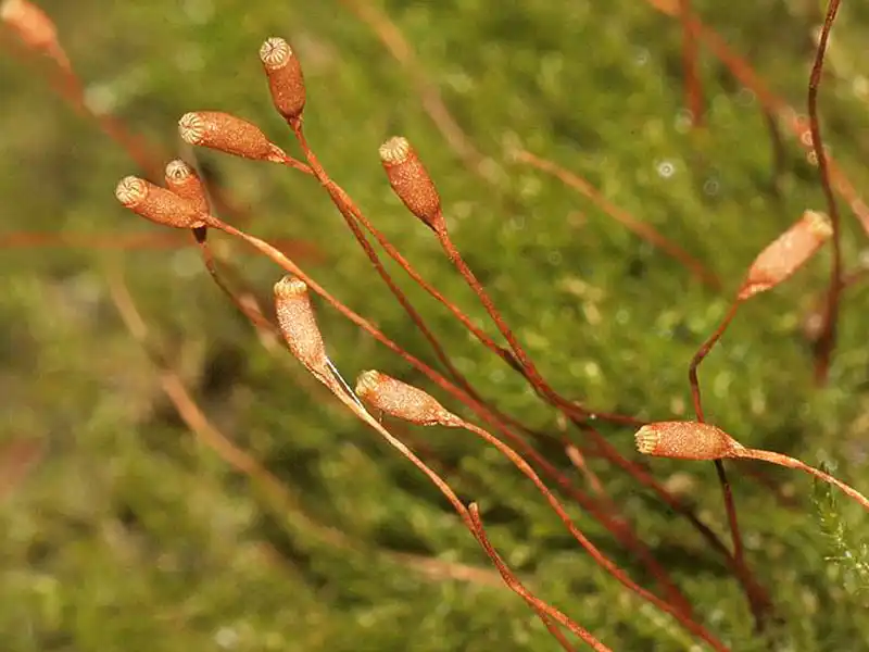 Sporophyt | Foto von Hermann Schachner