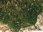 Anacamptodon splachnoides (Froel. ex Brid.) Brid.