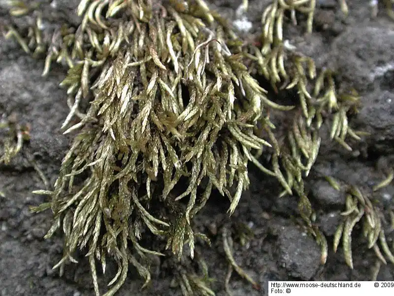 Fotografie Anomobryum julaceum var. concinnatum (Spruce) J.E.Zetterst.