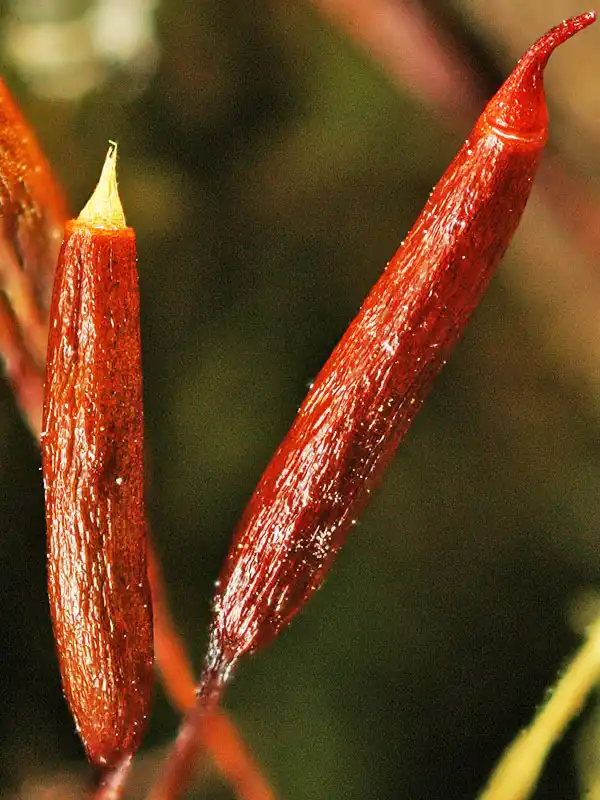 Sporophyt | Foto von Norbert Stapper