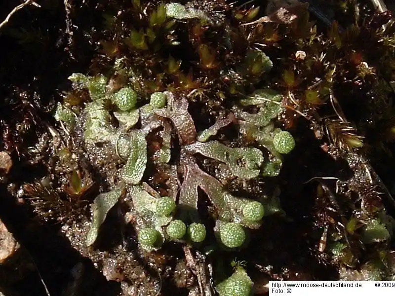 Fotografie Asterella gracilis (F.Weber) Underw.