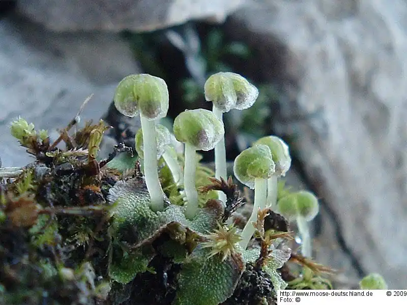 Fotografie Athalamia hyalina (Sommerf.) S.Hatt.