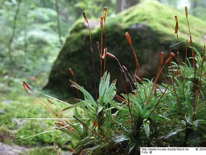 Habitus | Foto von Dr. Oliver Dürhammer