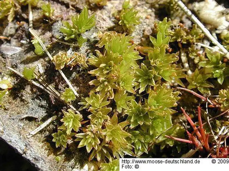 Fotografie Atrichum tenellum (Röhl.) Bruch & Schimp.