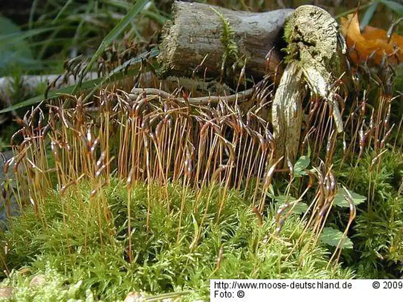 Habitus | Foto von Michael Lüth
