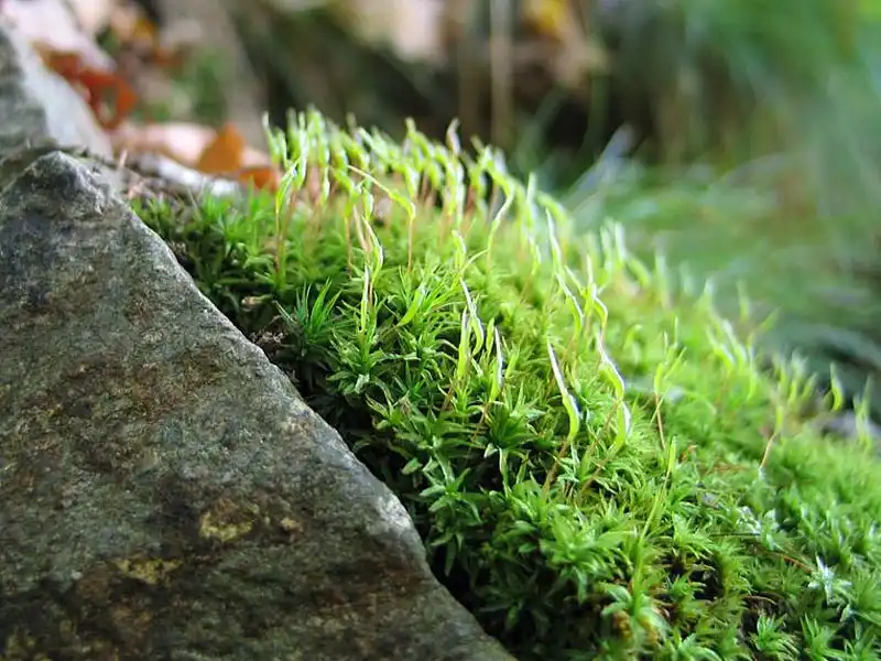 Habitus | Foto von Dr. Oliver Dürhammer