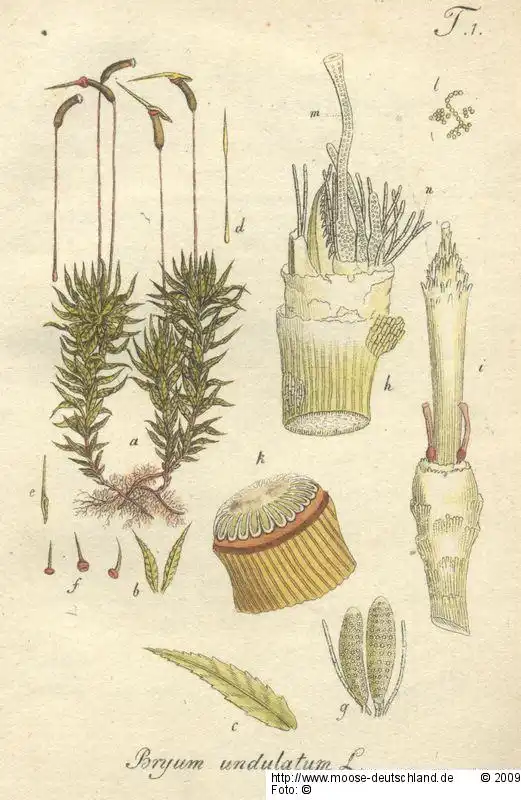Habitus | Foto von Dr. Oliver Dürhammer