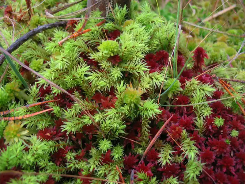 Fotografie Aulacomnium palustre (Hedw.) Schwägr.