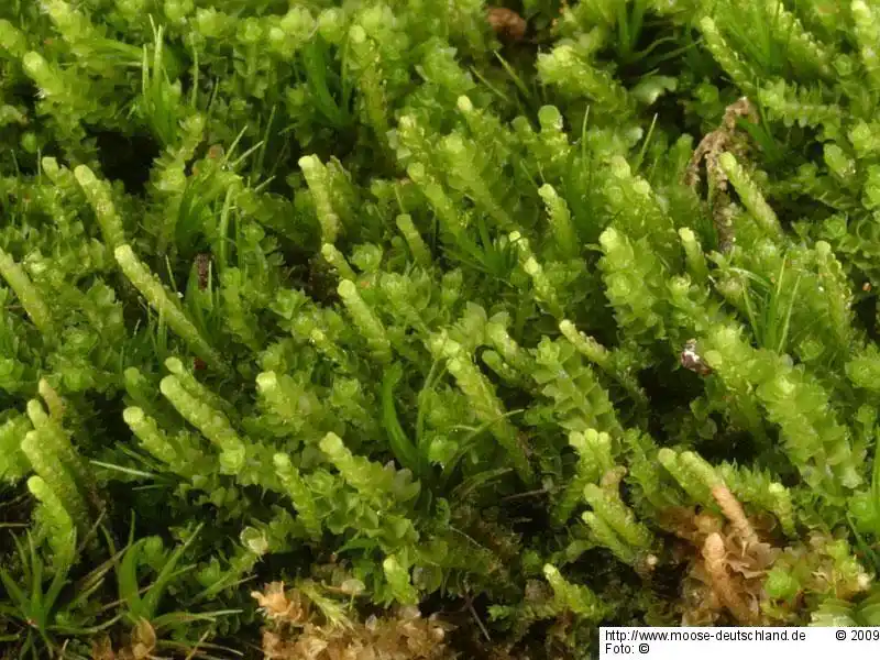 Fotografie Barbilophozia attenuata (Mart.) Loeske