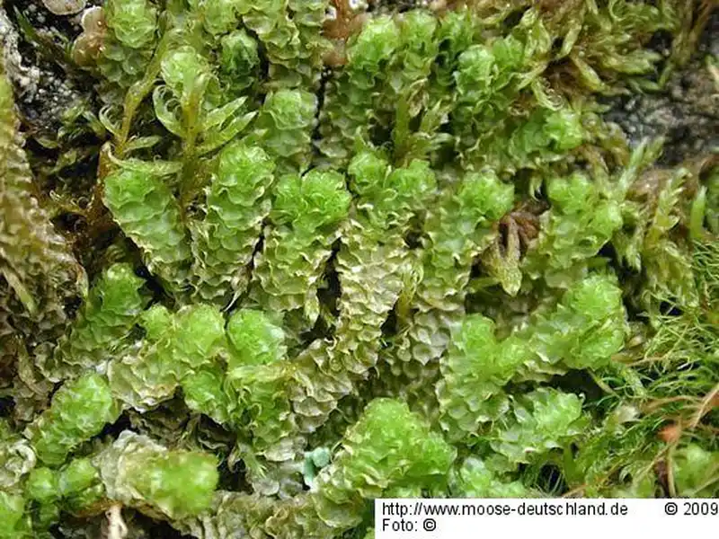 Fotografie Barbilophozia lycopodioides (Wallr.) Loeske