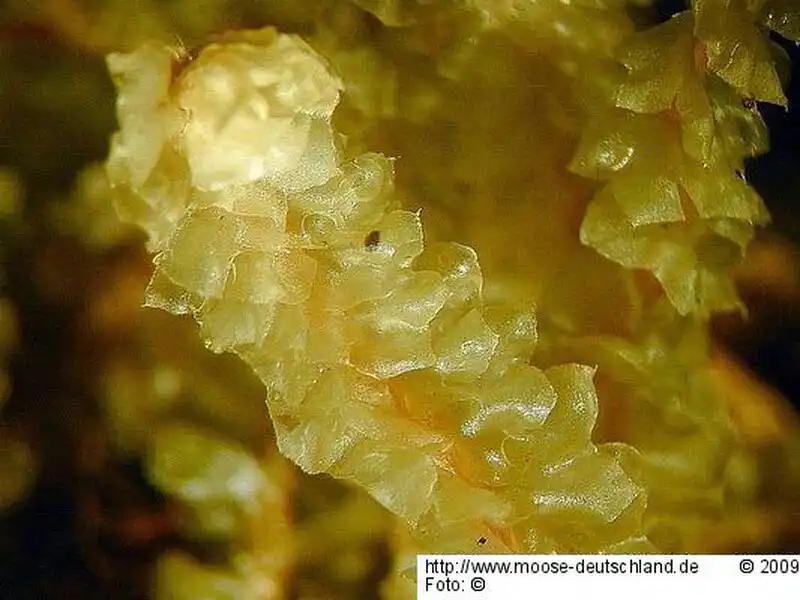 Gametophyt | Foto von Michael Lüth