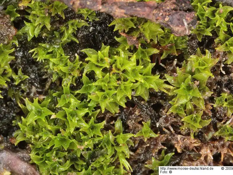 Fotografie Barbula amplexifolia (Mitt.) A.Jaeger