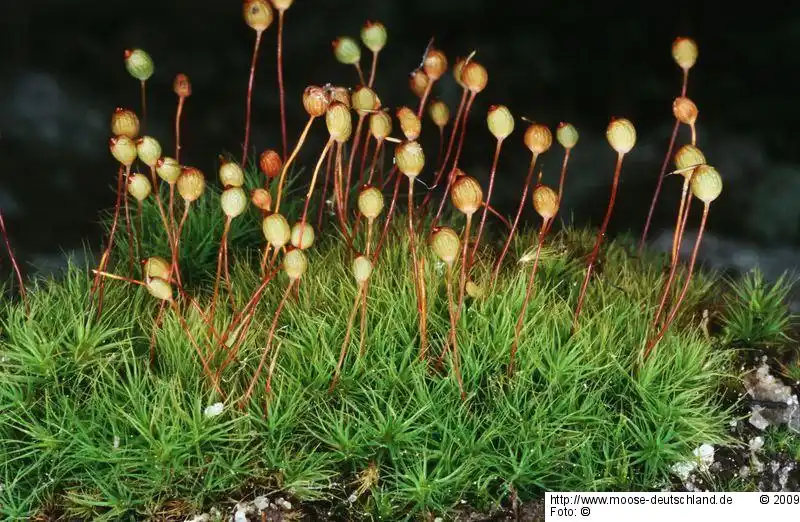 Habitus | Foto von Dr. Oliver Dürhammer