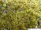 Brachythecium albicans (Hedw.) Schimp.